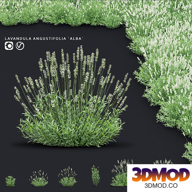 Lavender angustifolia flowers | Lavandula angustifolia Alba