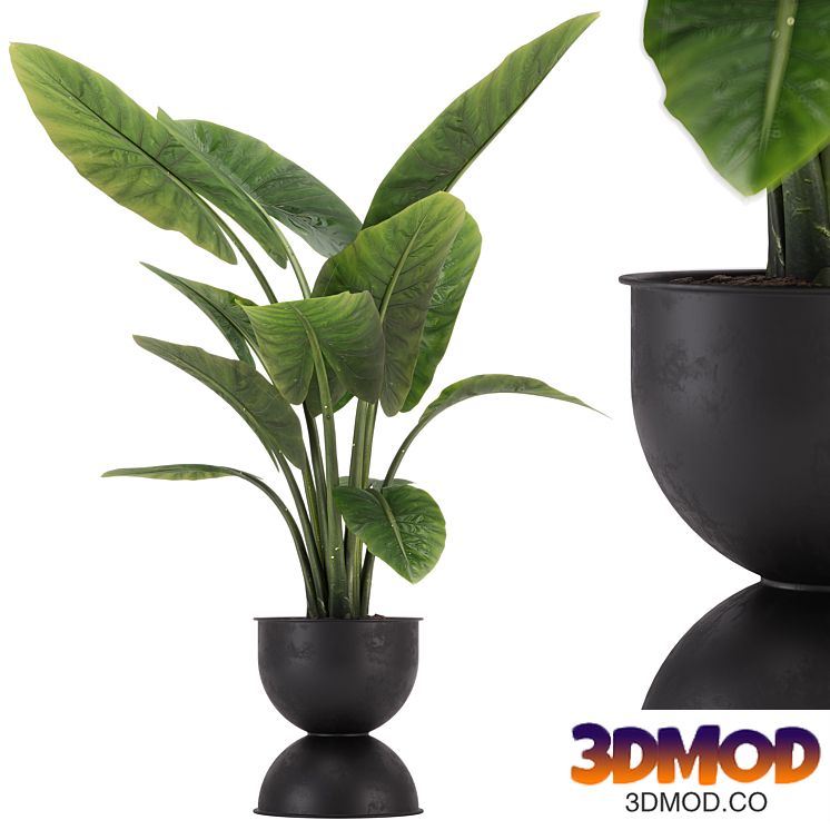 indoor plant set 36