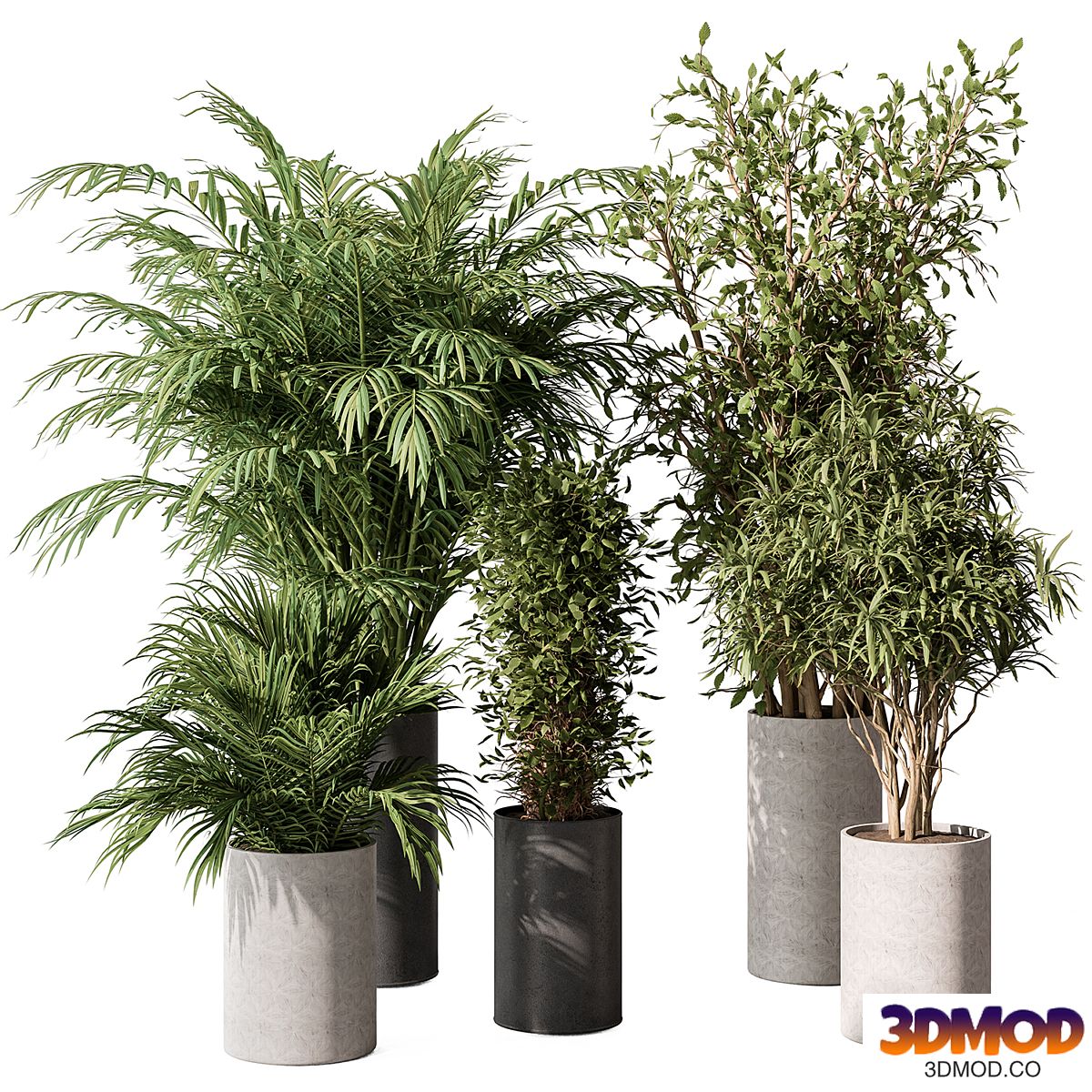 indoor Plant Set 386- Tree and Plant Set in pot