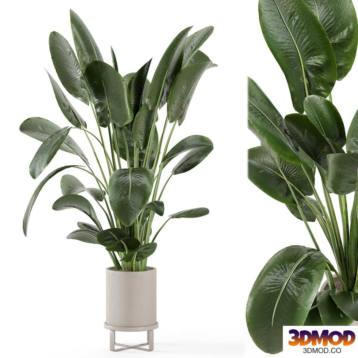 Indoor Plants in Ferm Living Bau Pot Large - Set 765
