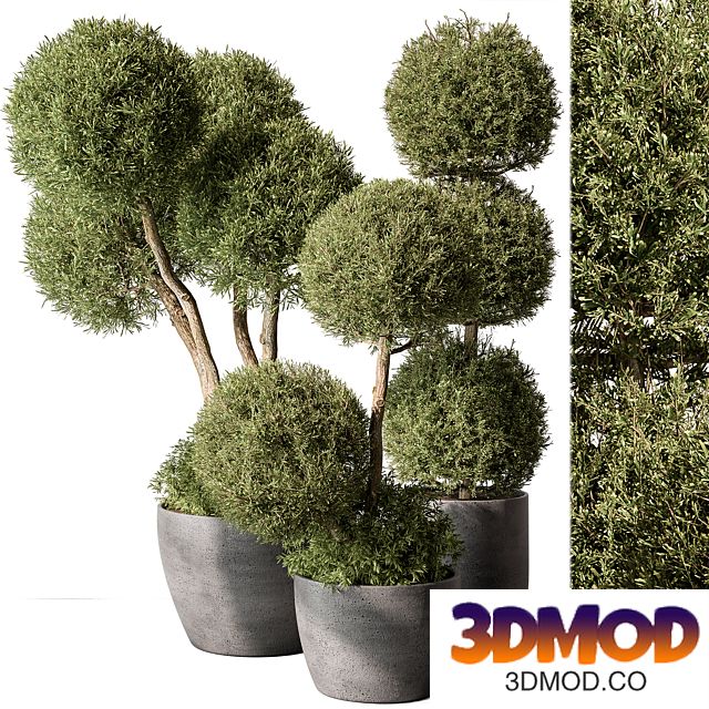 Outdoor Plant Set 414 - Topiary Ball Plant in Pot (Corona)