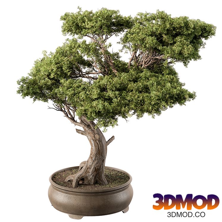 indoor Plant 451 - Bonsai Plant