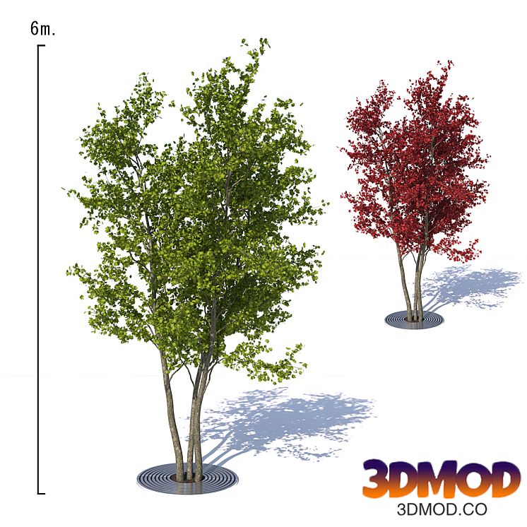 Urban Maple Tree