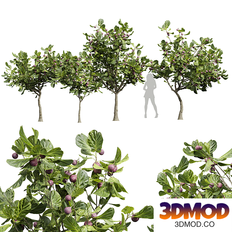 New Plant High detail Ficus Carica Feige Fig
