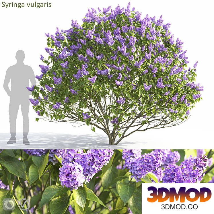 Syringa vulgaris
