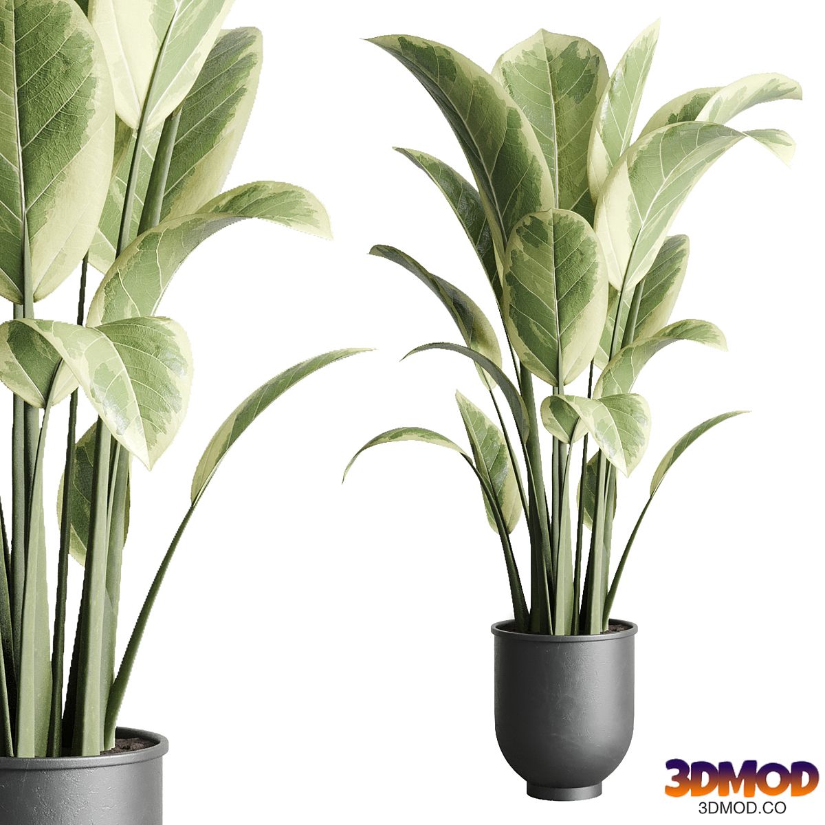 ficus elastica pot Indoor outdoor plant 229 concrete