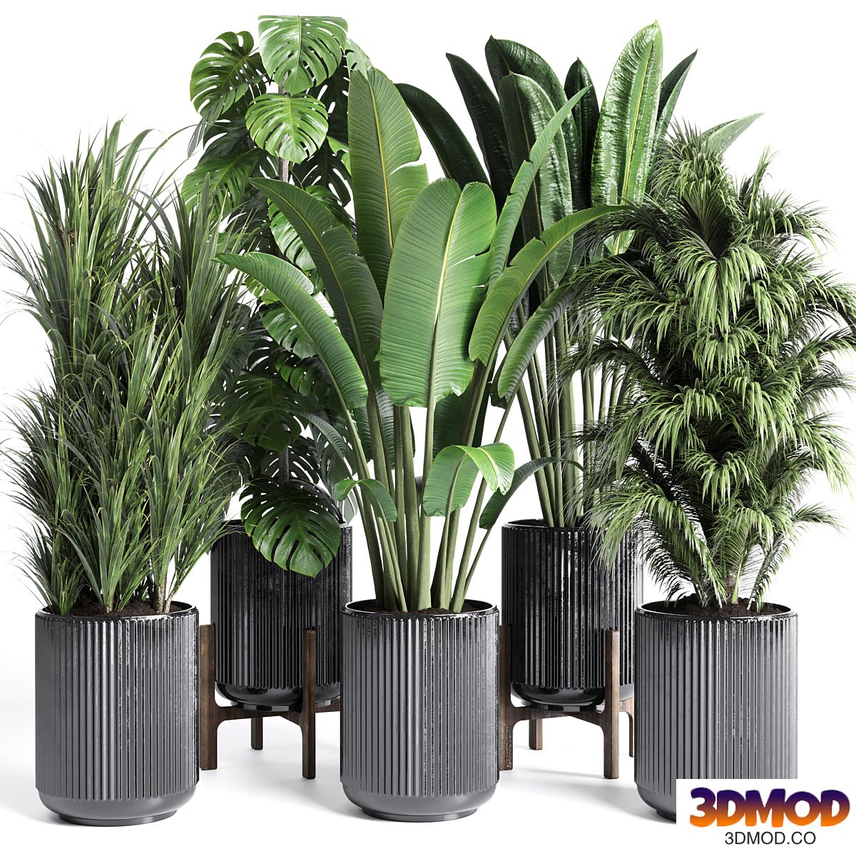 Collection indoor plant 201 plant