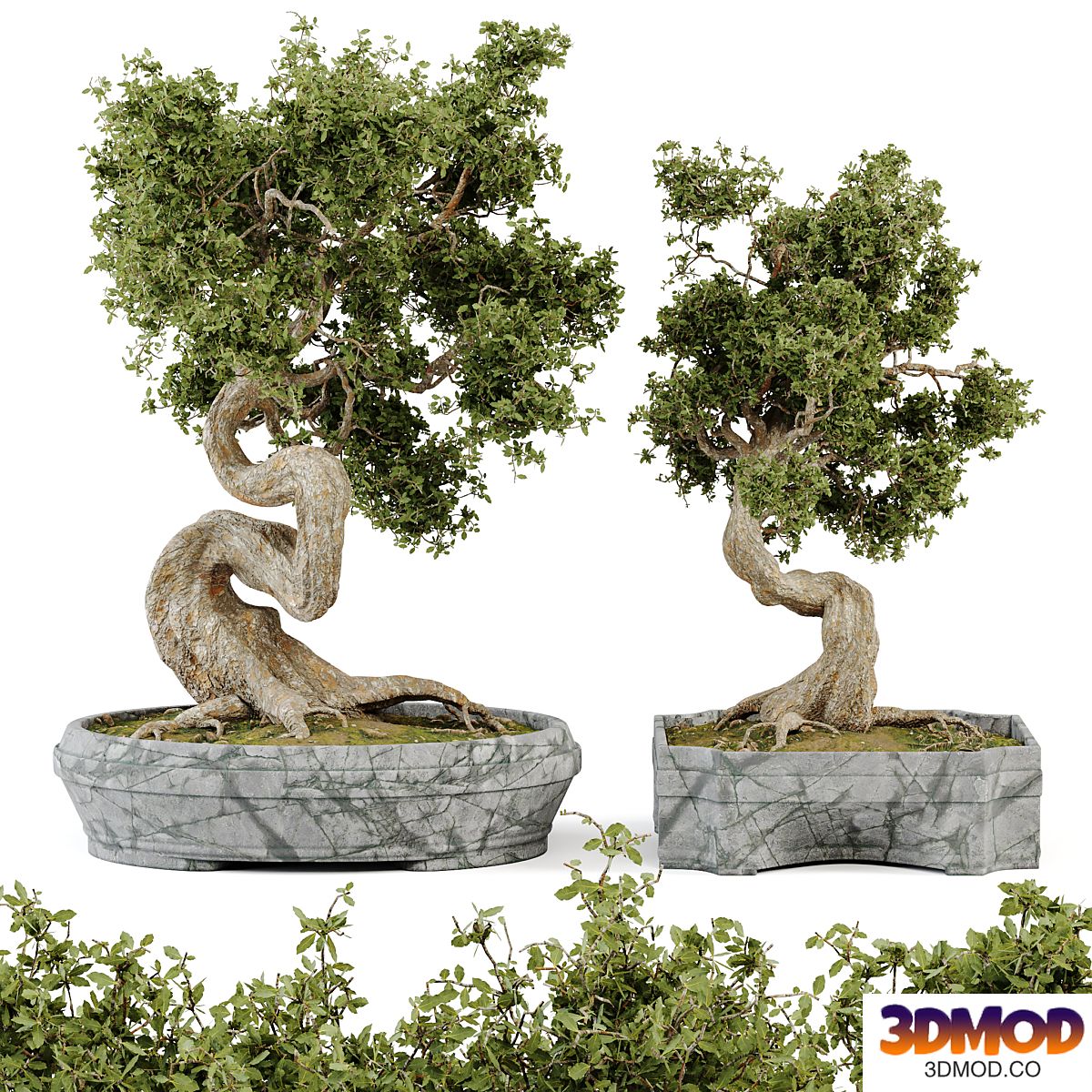 Bonsai Set Vol.01