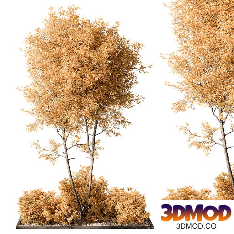 Garden Plants - Outdoor Plants 476