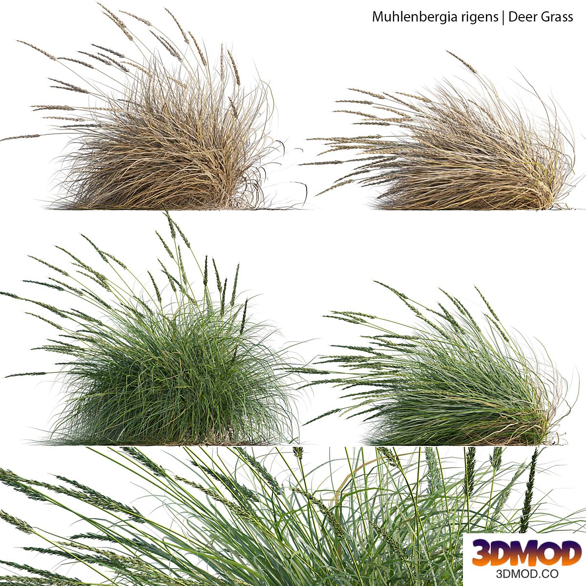 Muhlenbergia rigens - Deer Grass 02