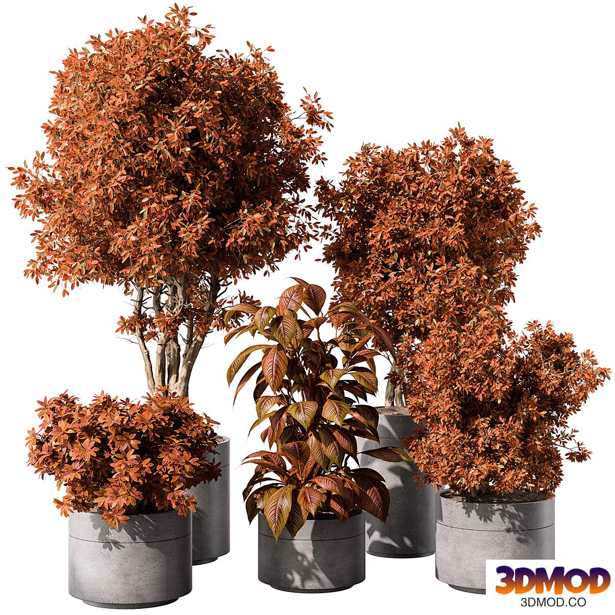 indoor Plant 463 - Tree and Bush