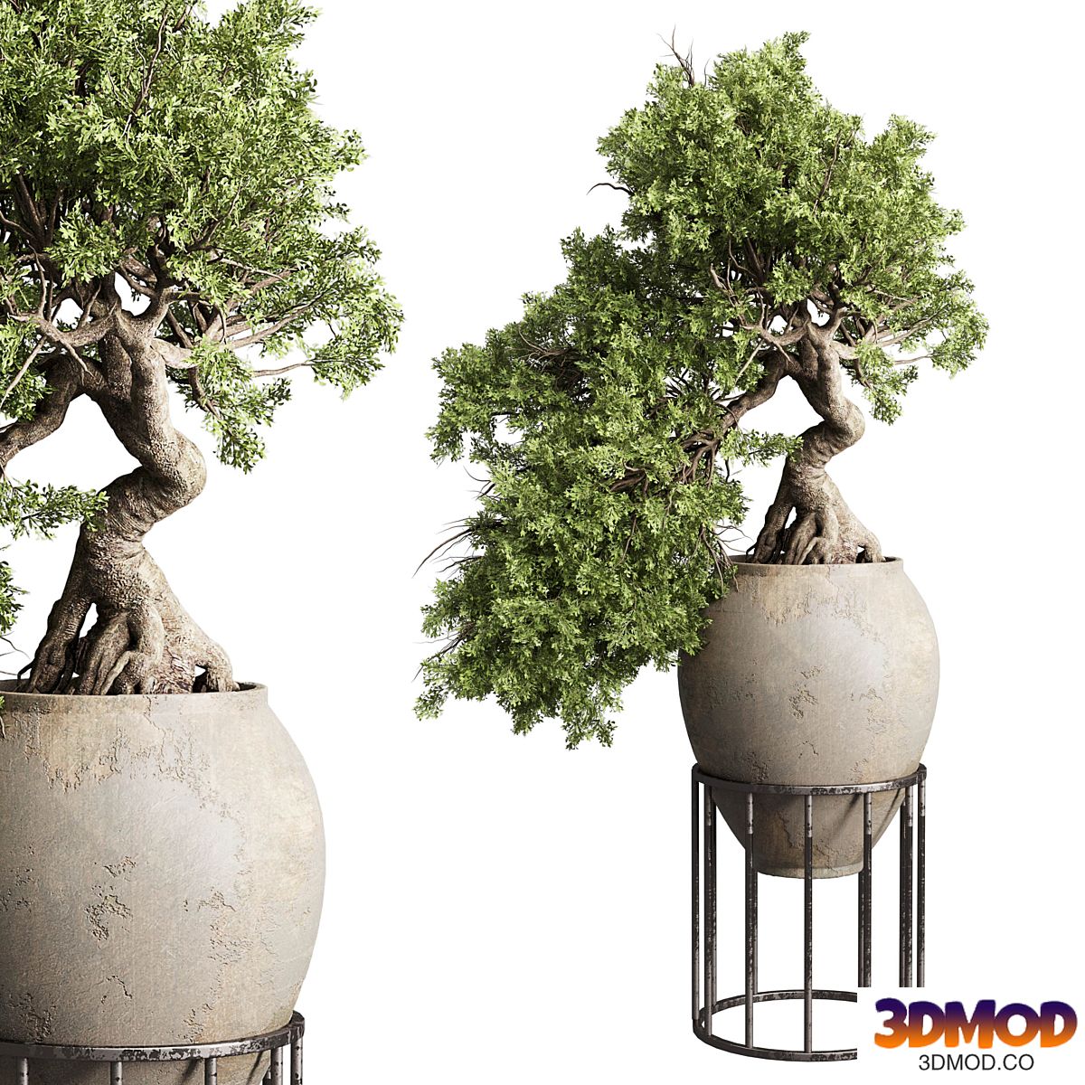 Bonsai tree in an old earthenware vase indoor plant 343