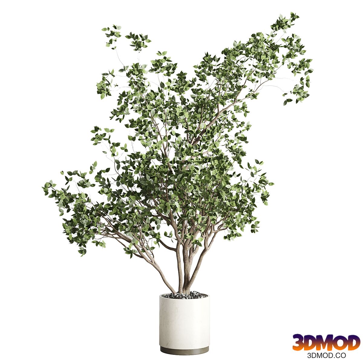 ficus benjamin tree and concrete pot 246