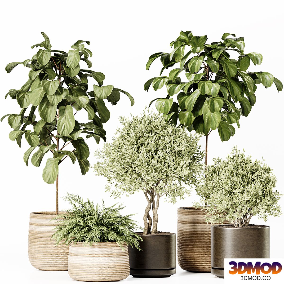 Indoor Plants Set 022