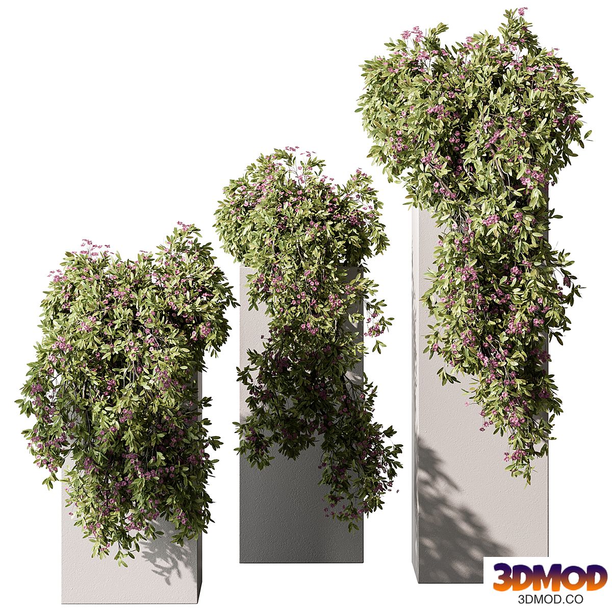 Hanging Plant in Box - Outdoor Plants 454