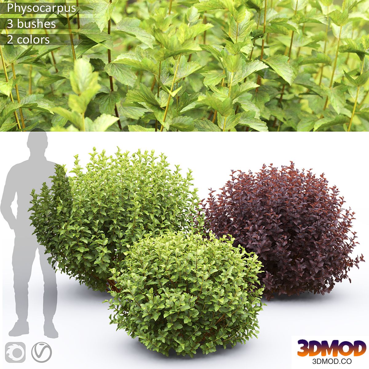Physocarpus