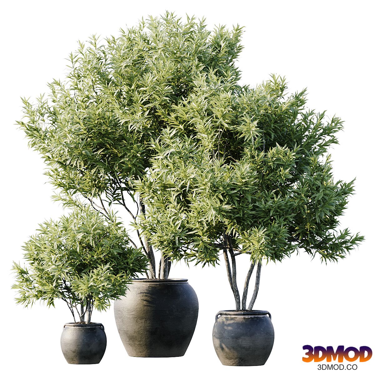 Plant 3