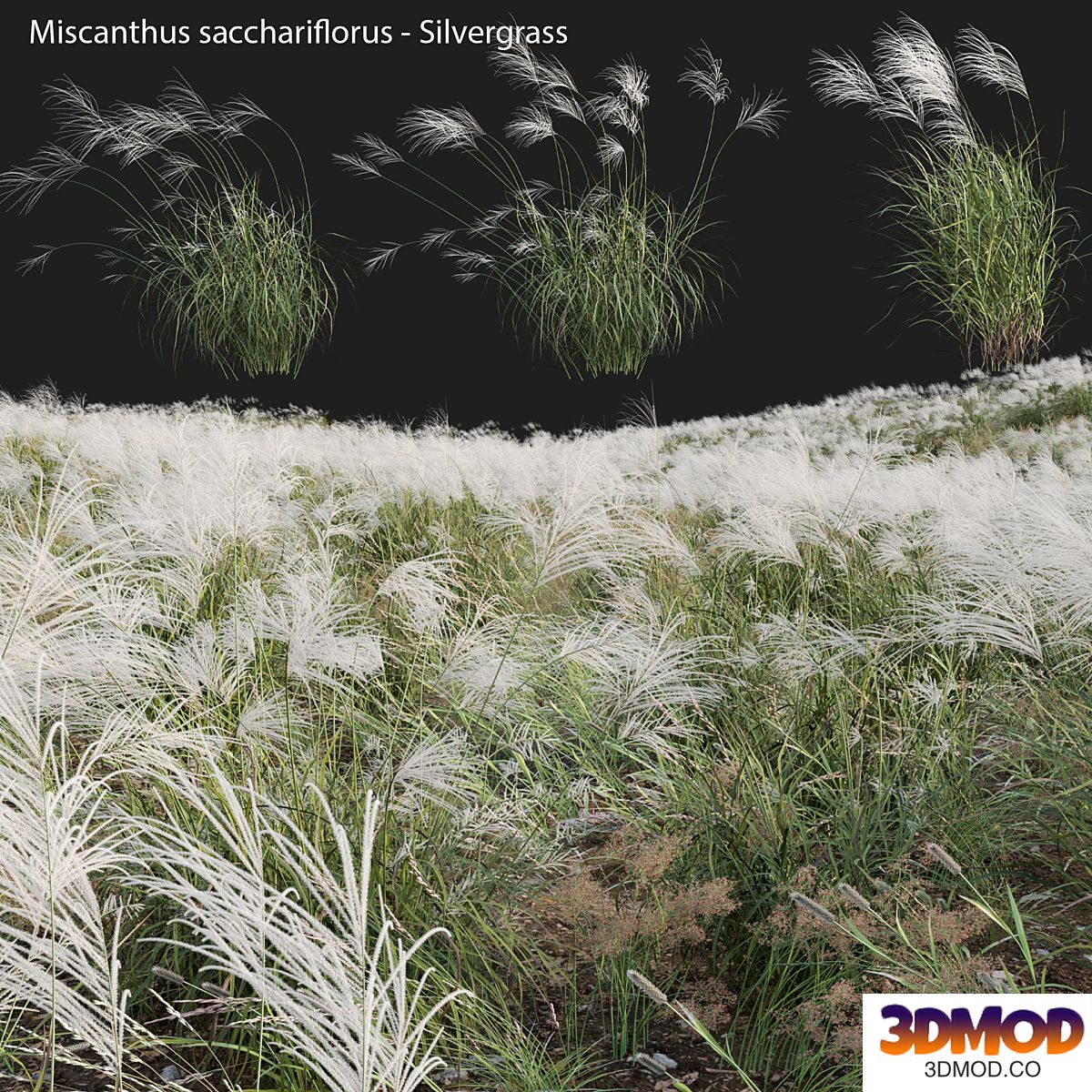 Miscanthus sacchariflorus - Silvergrass 03