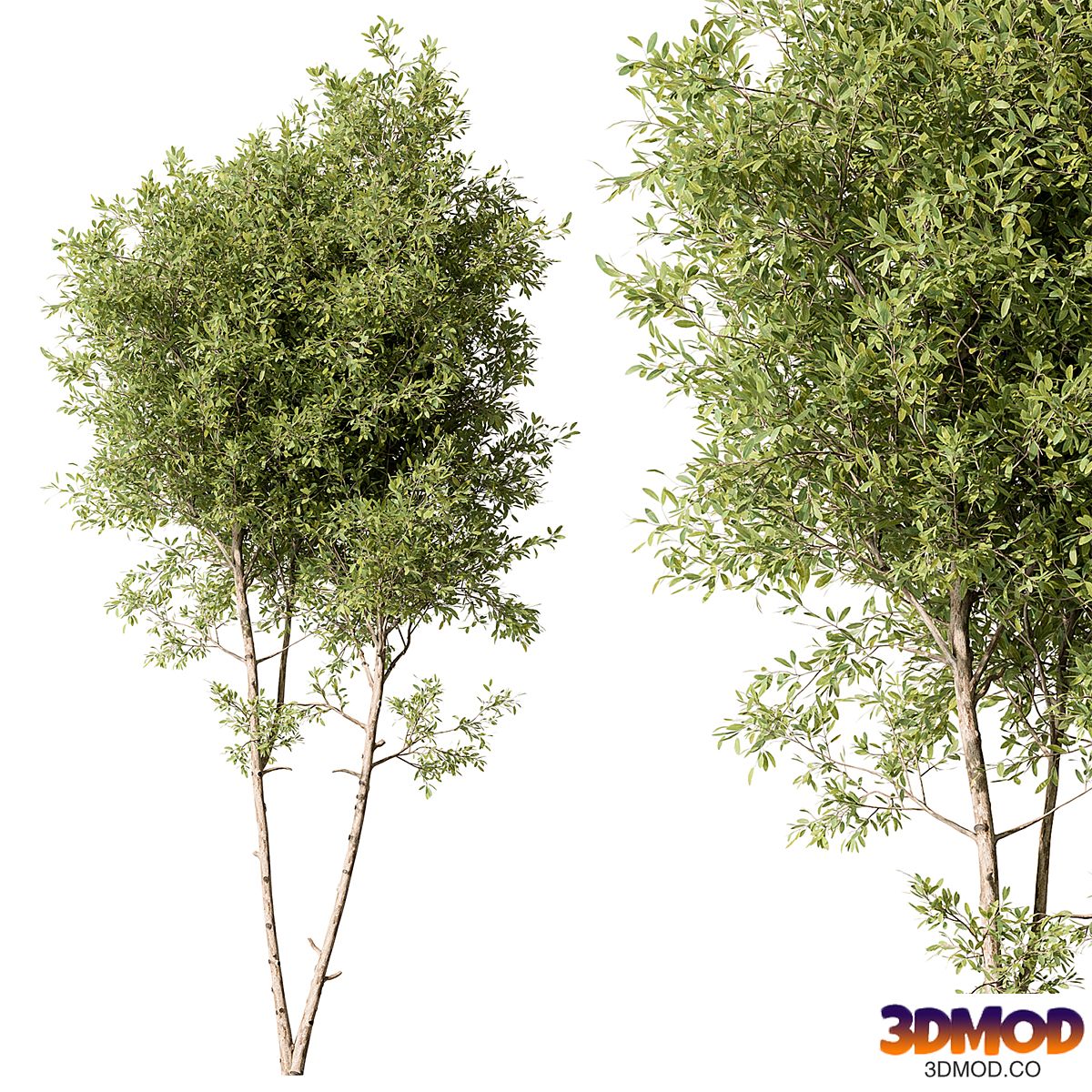 Tree Green Maple - Set 125