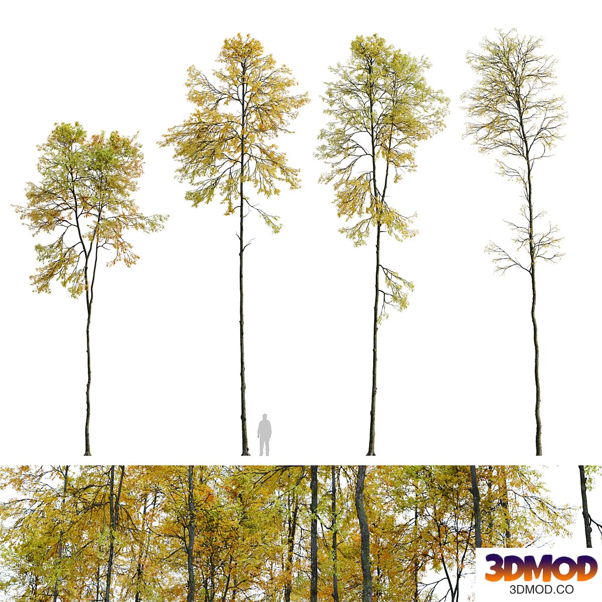 Autumn forest trees