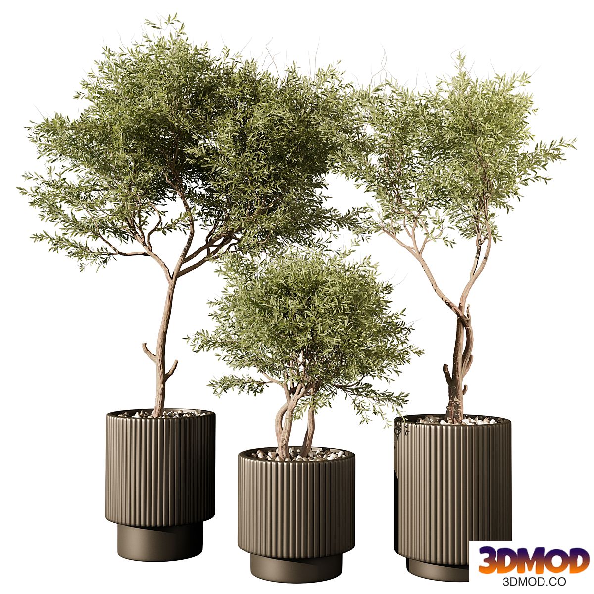 indoor Plant 240