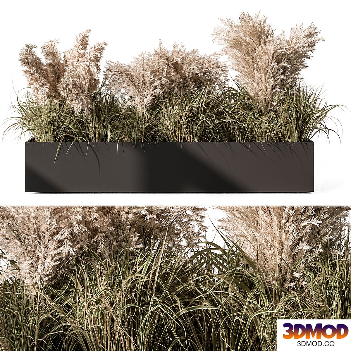 Pampas Plants - Outdoor Plants Set 433