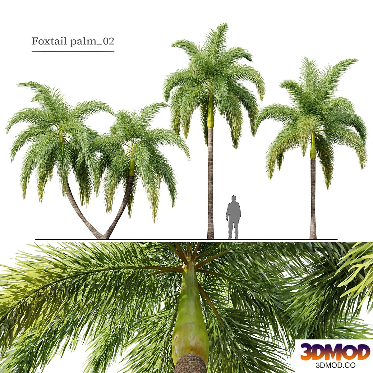 Foxtail Palm 02