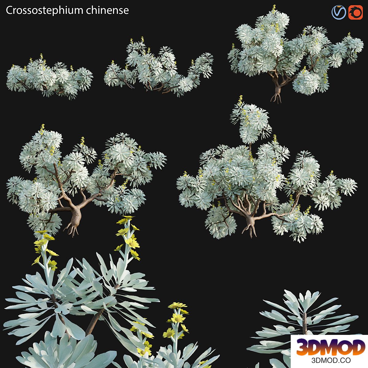 Crossostephium chinense - graphalium spp