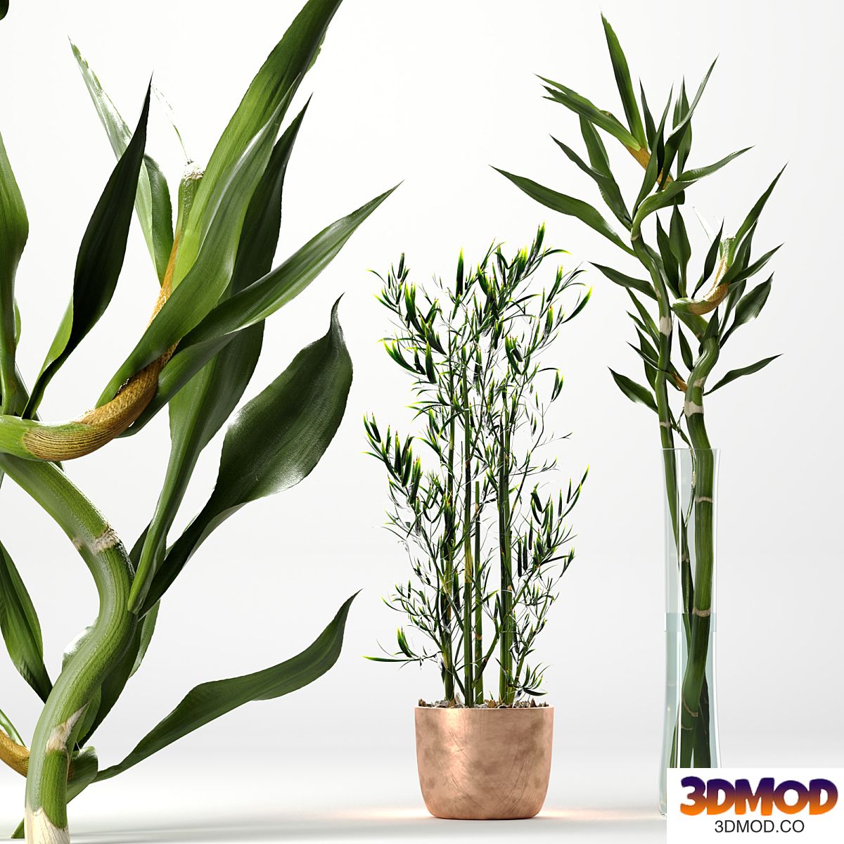 Bamboo Indoor Plant Set