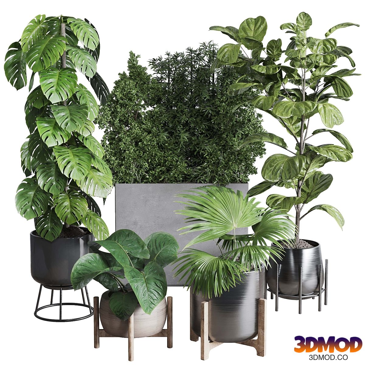 Collection indoor plant 251 ficus lyrata monstera palm in a wooden and metal pot
