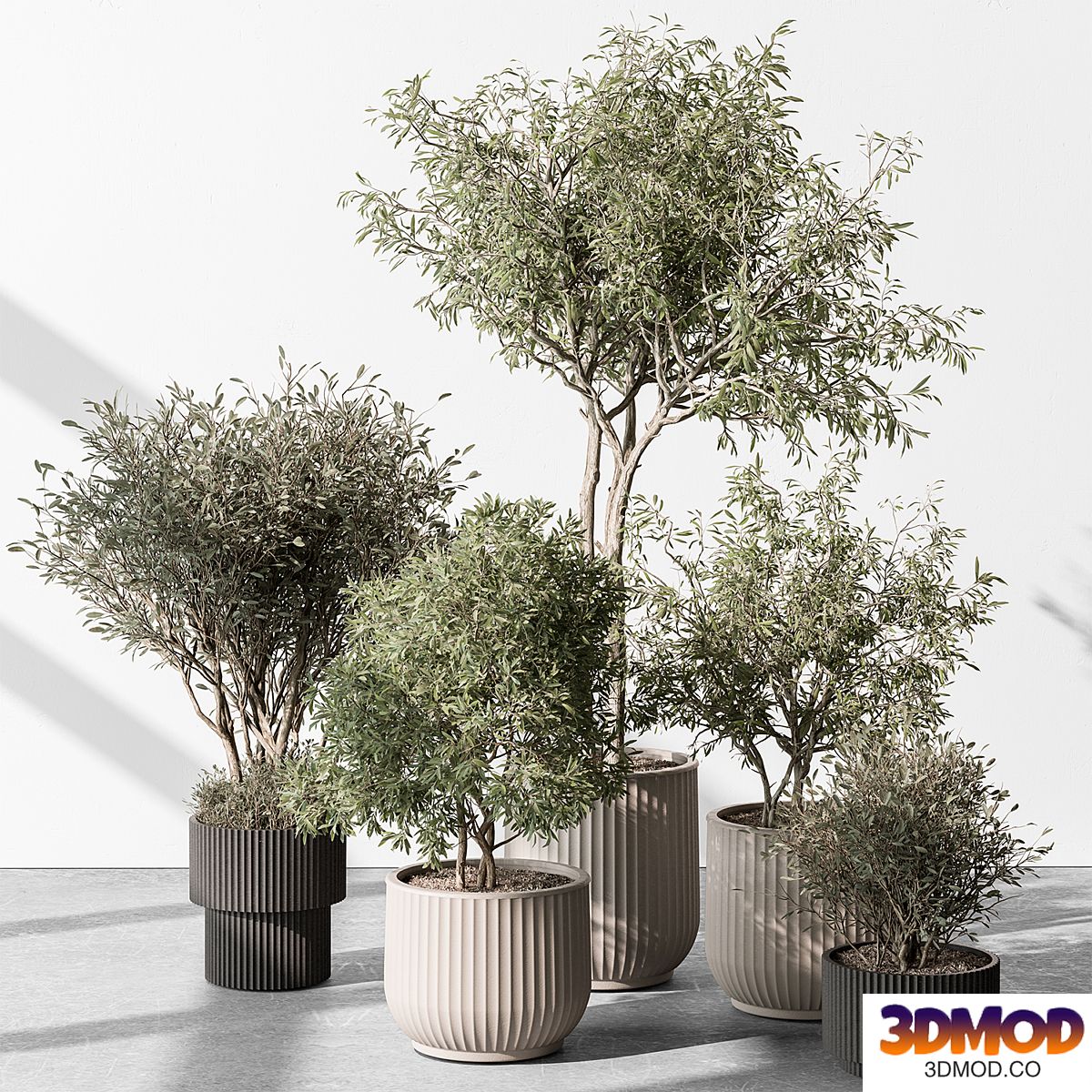 indoor Plant 488 - Tree and Bush