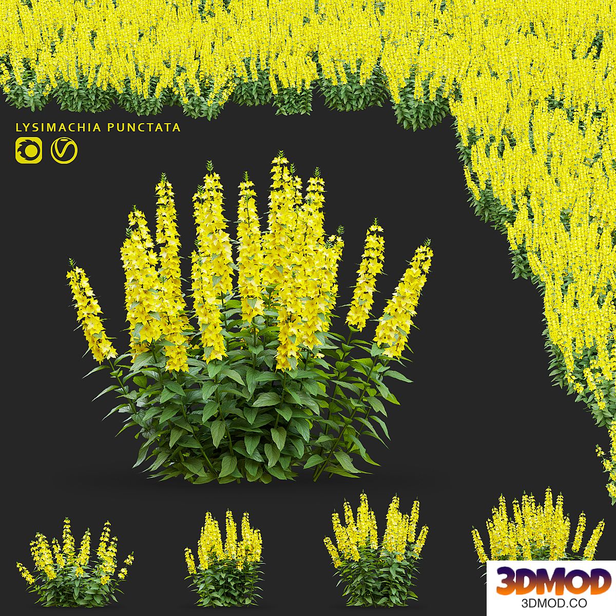 loosestrife dotted flowers | Lysimachia punctata