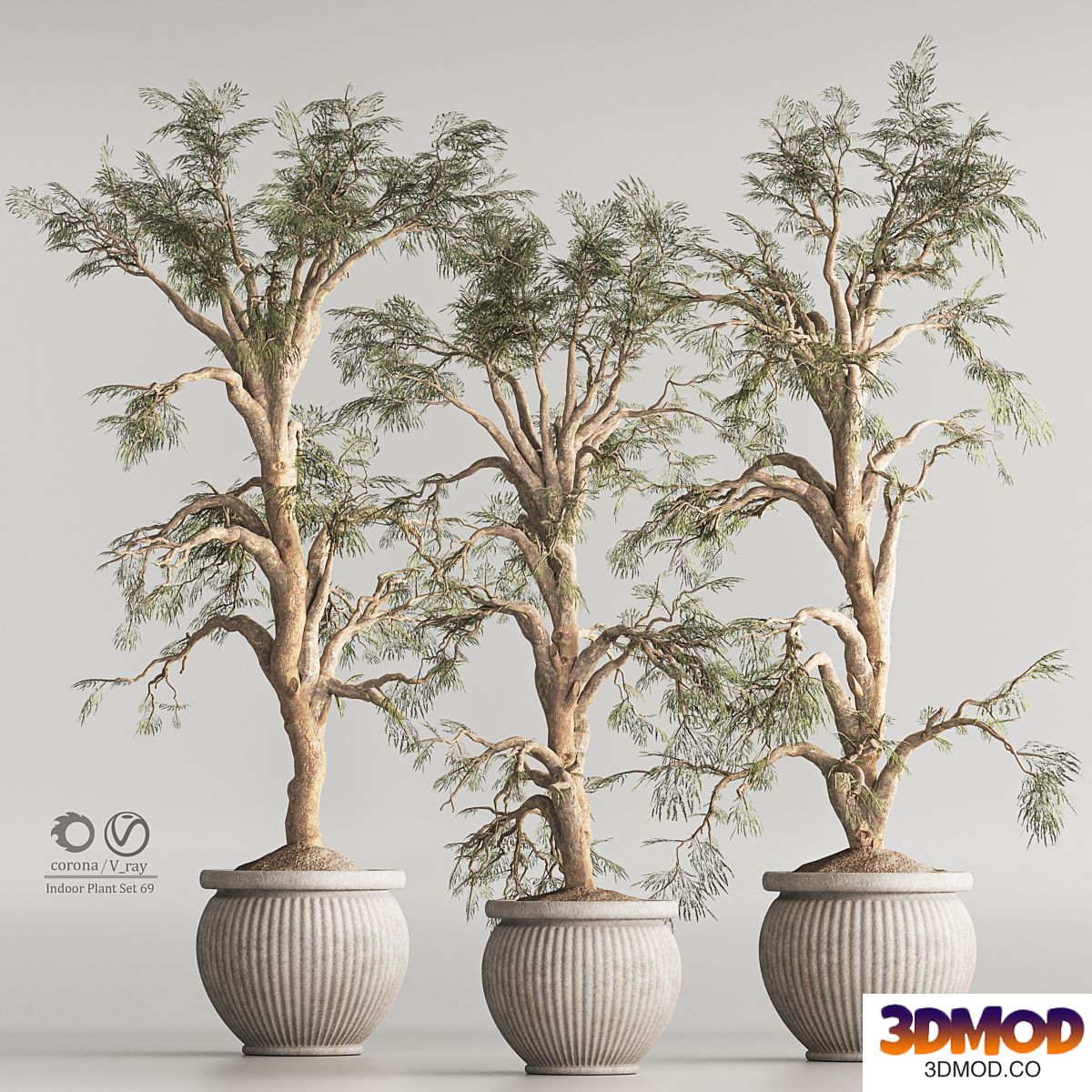 Indoor Plant Set 69