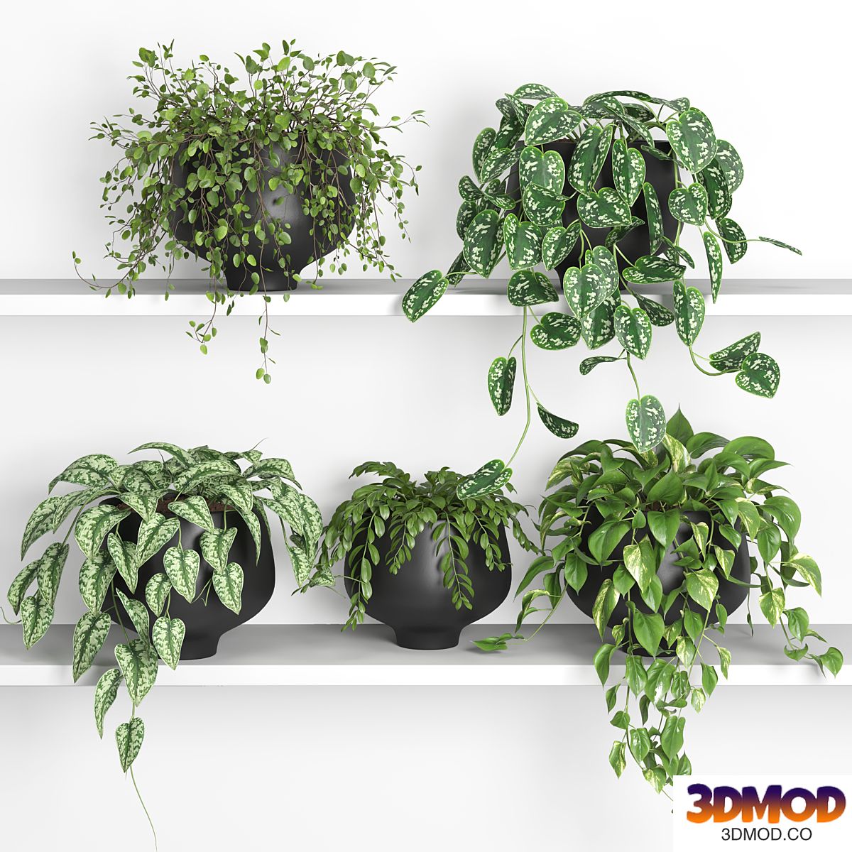 hanging plants on shelf 2