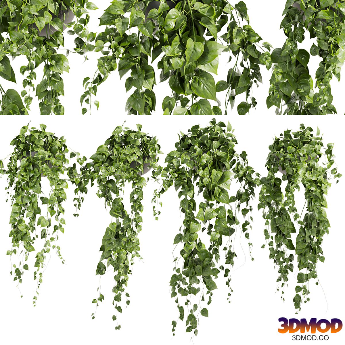 Collection plant vol 412 - pothos - hanging - ampelous