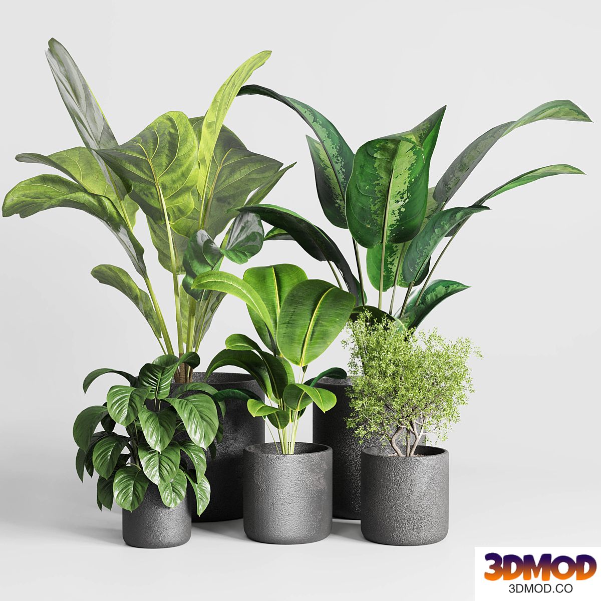 Collection indoor plant 236 plant ficus rubbery ficus lyrata concrete vase