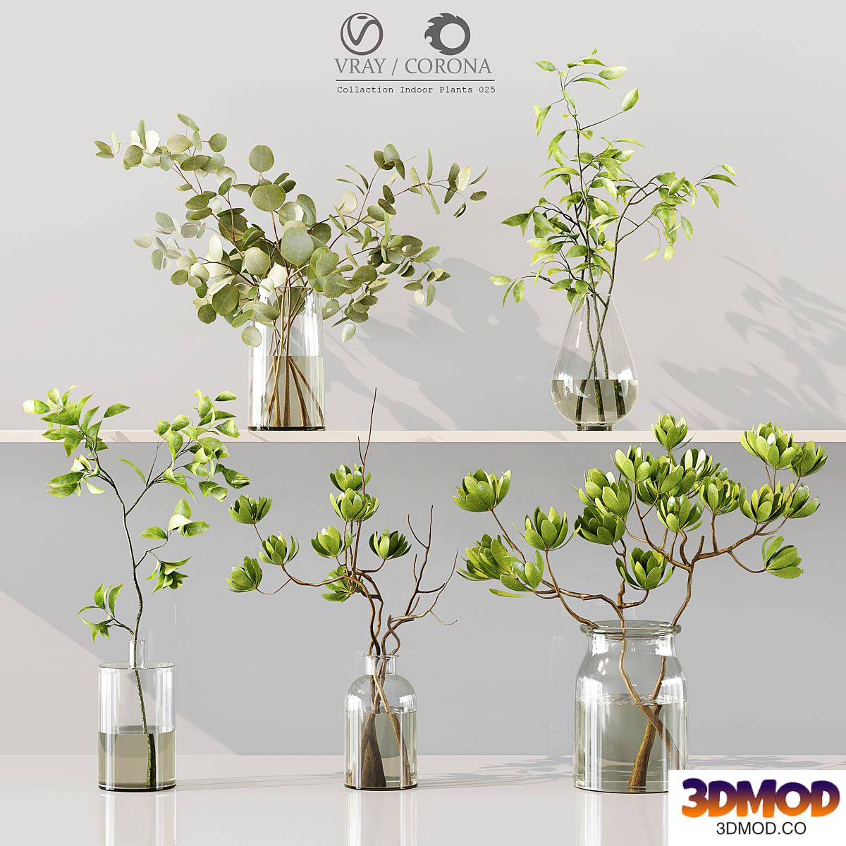 Collection Indoor Plants 025