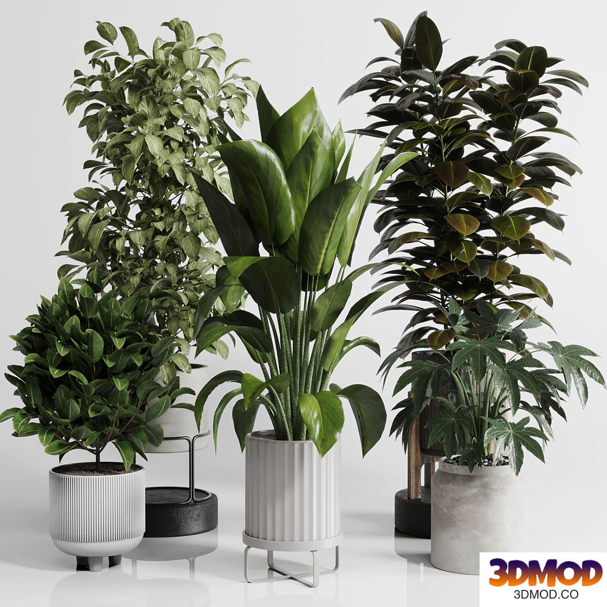 Indoor Outdoor plant Set 289 plant ficus rubbery tree vase dirty concrete