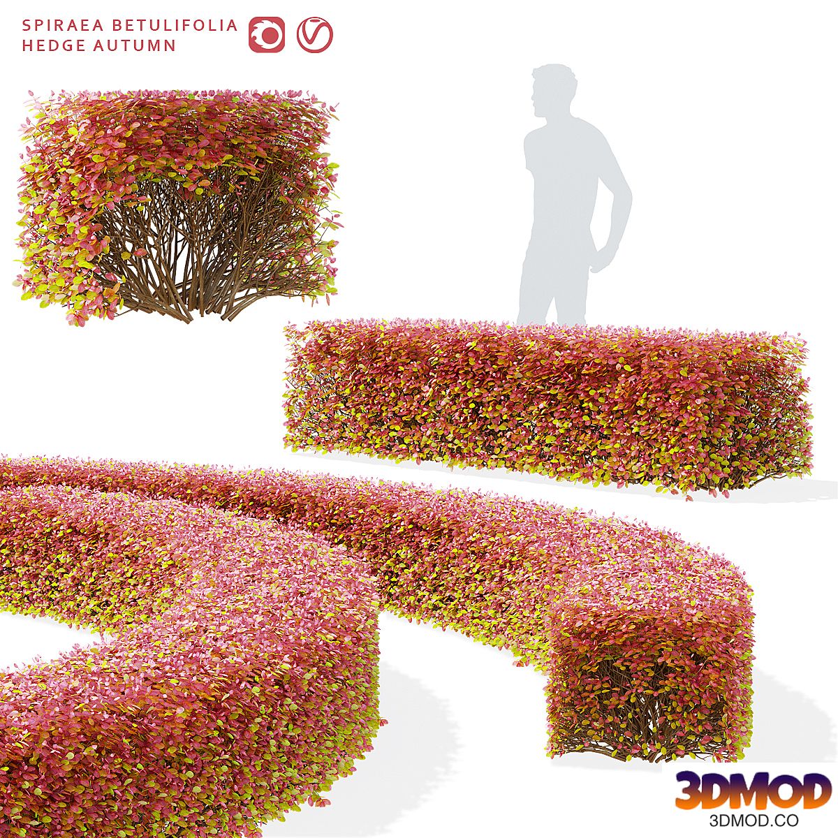 Spiraea birch-leaved hedge | Spiraea betulifolia autumn