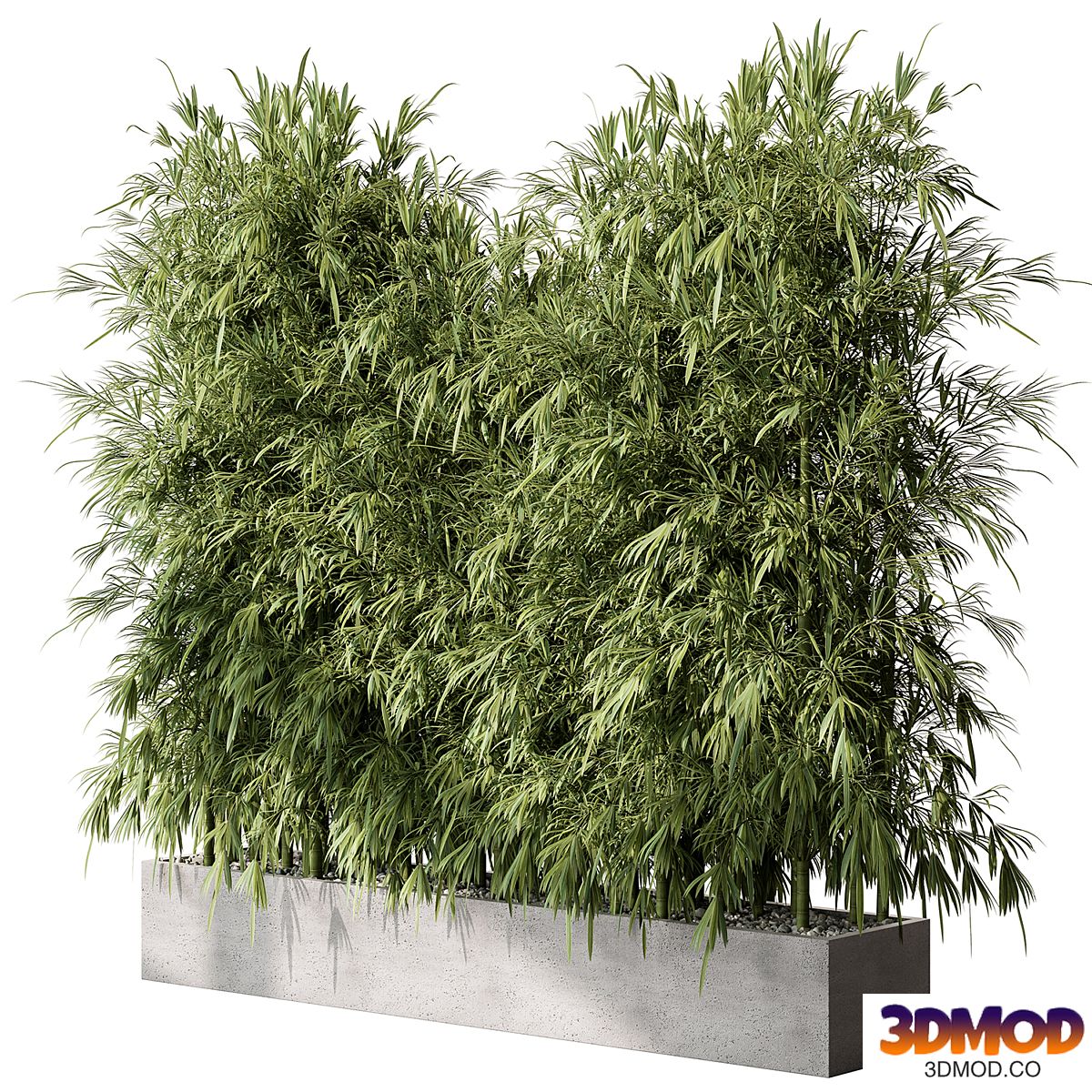 Bamboo Plants - Outdoor Plants 468