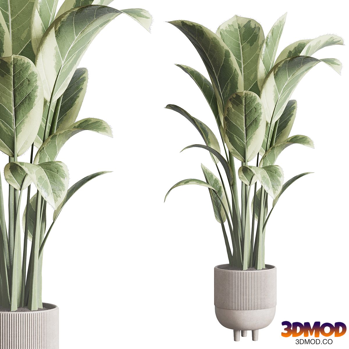 ficus elastica pot Indoor outdoor plant 296 concrete dirt vase