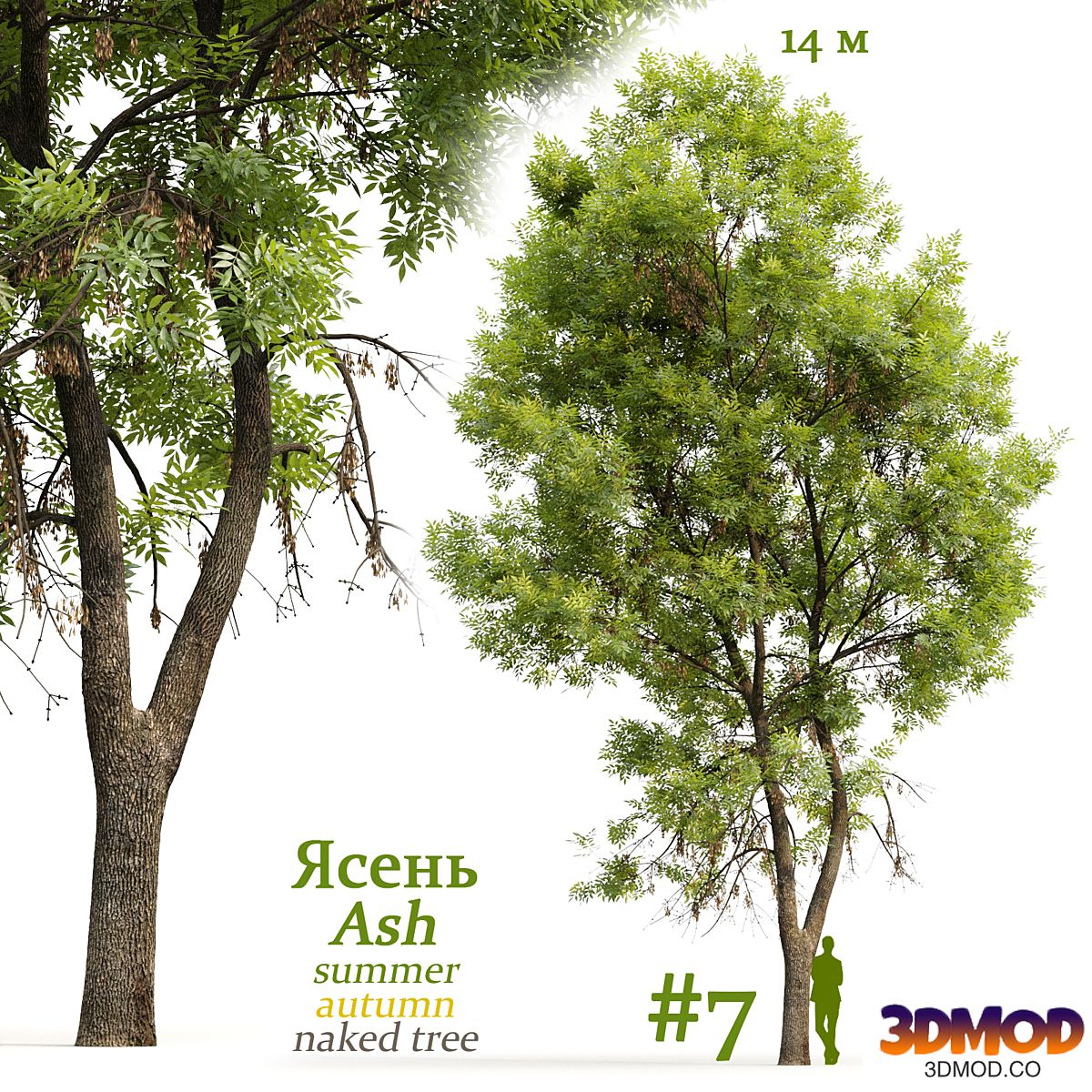 Ash-tree / Fraxinus #7