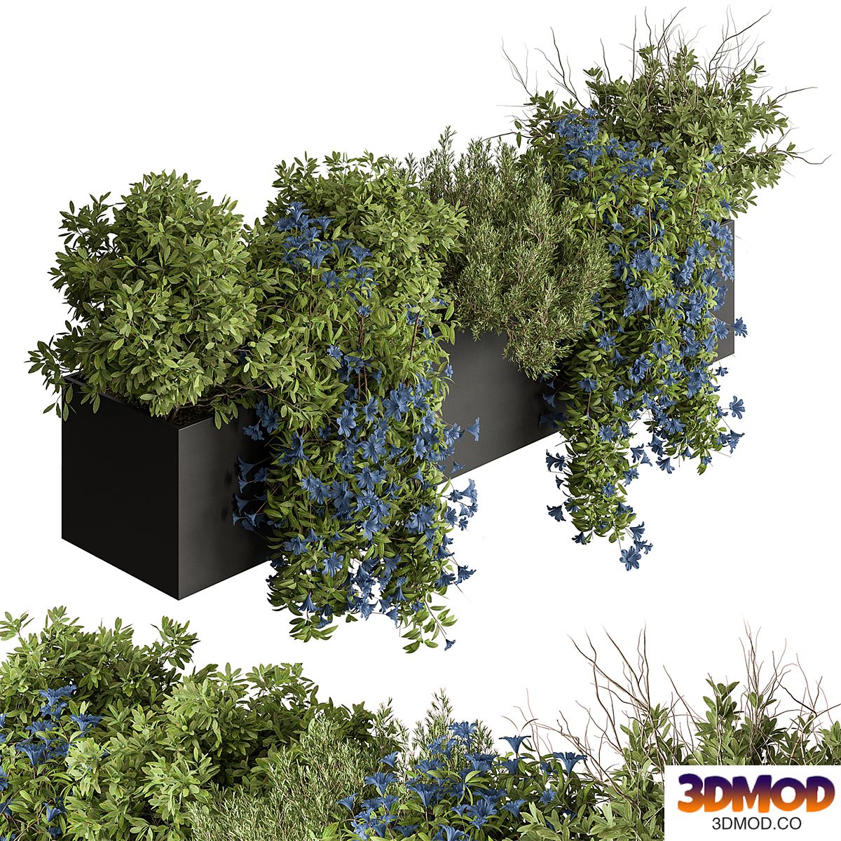 Hanging Plant - Outdoor Plants 503