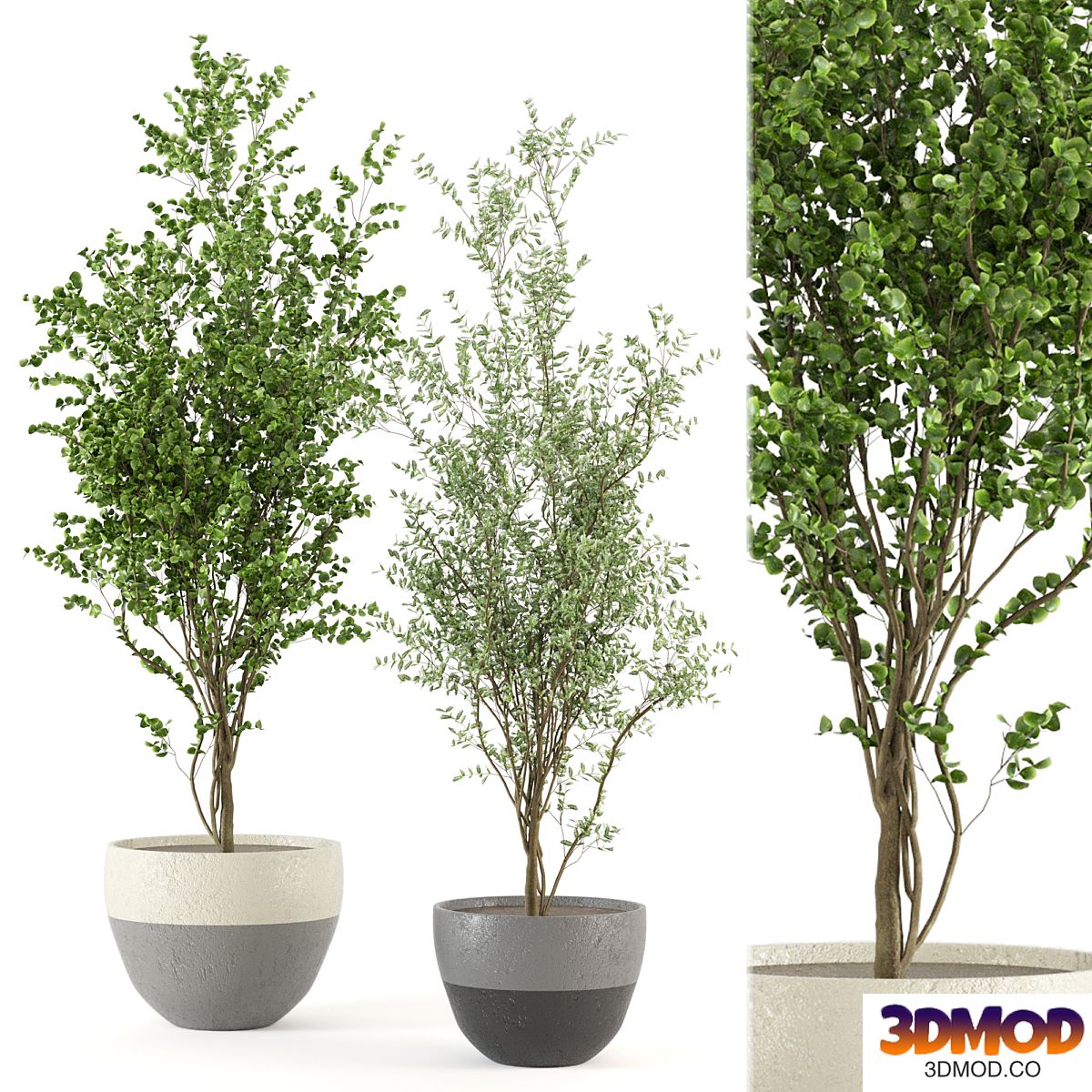 Indoor Plants Collection - Set 411