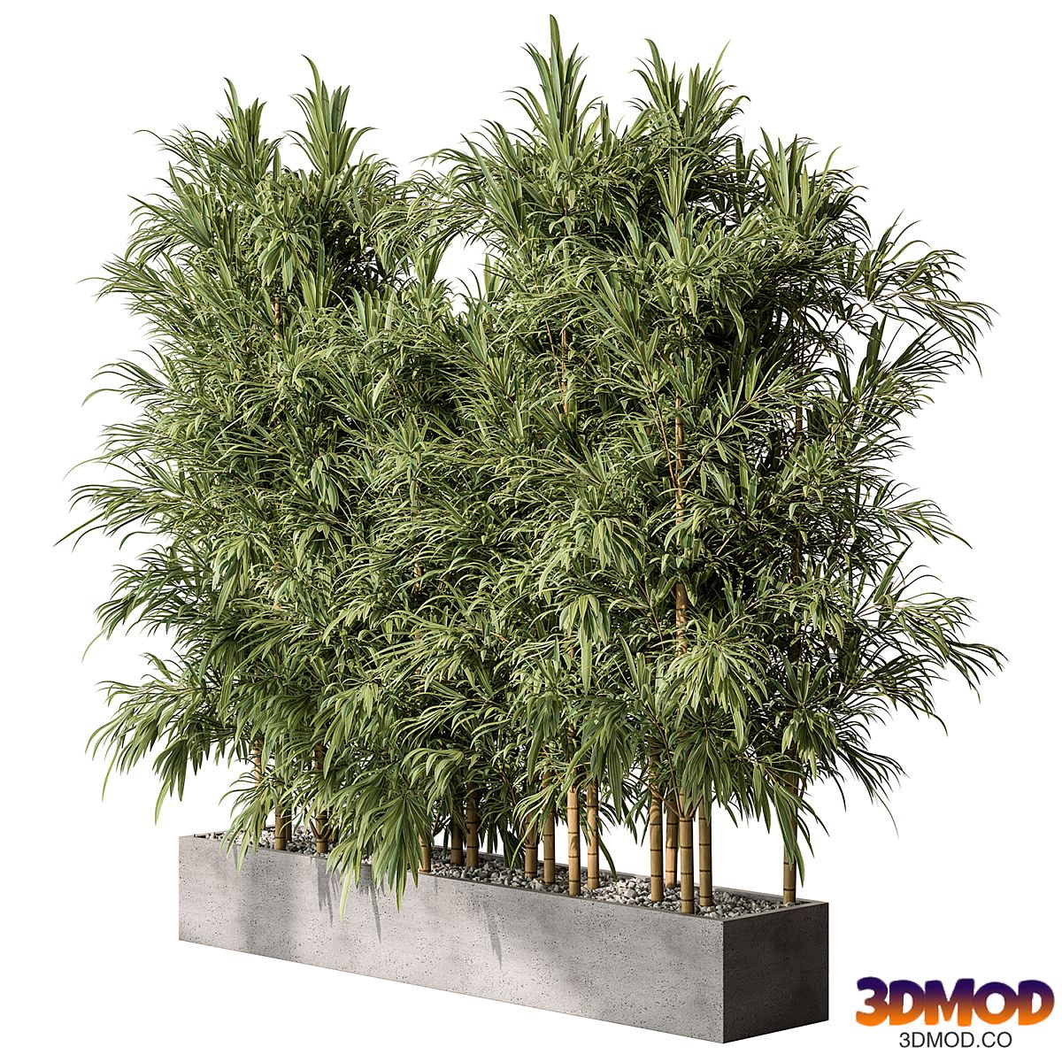 Bamboo Plants - Outdoor Plants 469