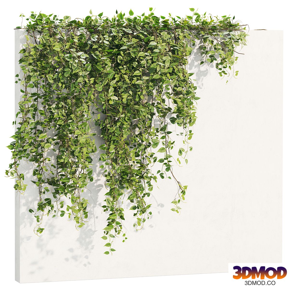 Ivy_Plants_18
