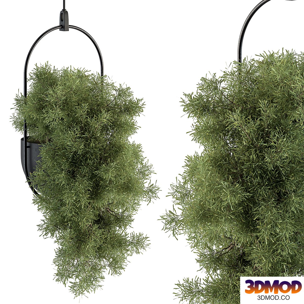 indoor Plant Set 396 - Hanging Plants