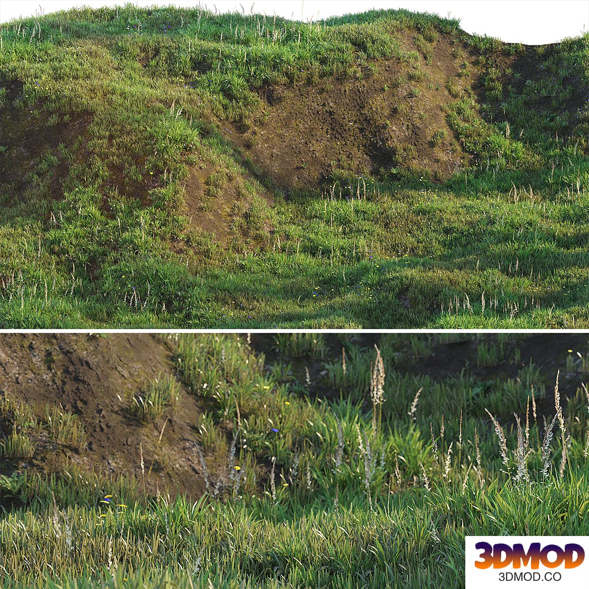 Grass on the slope