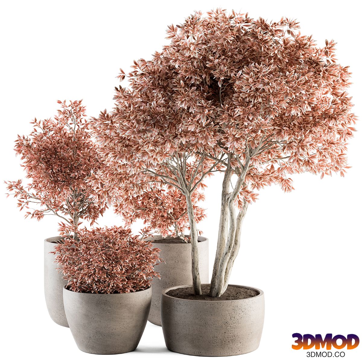 Outdoor Plant Set 359 - Pink Plant Set in Concrete Pot