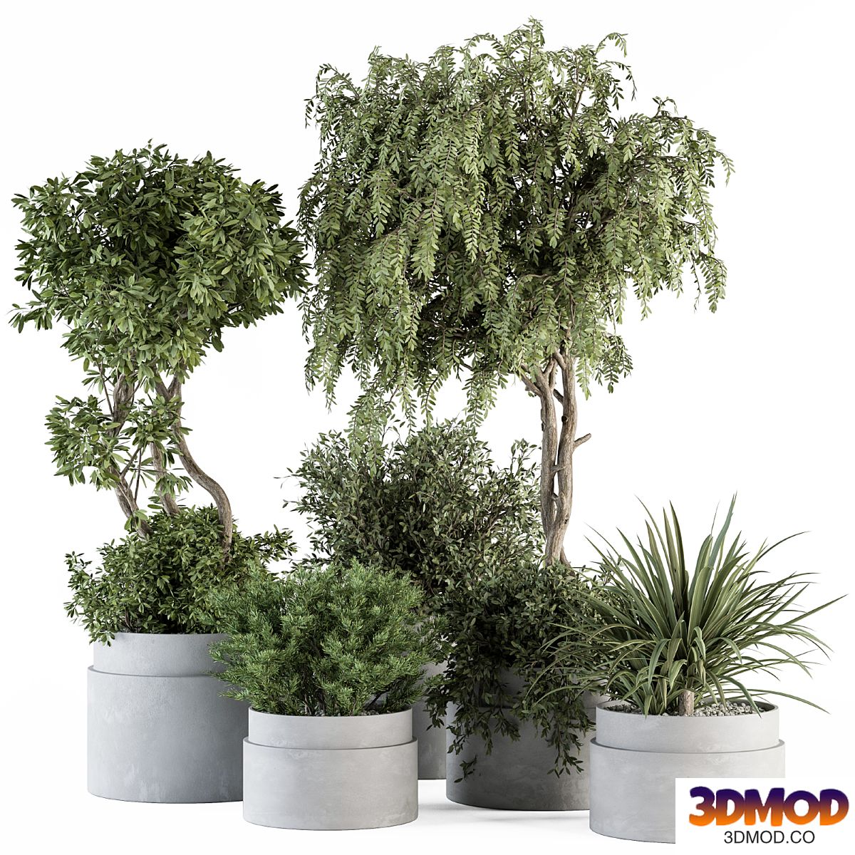 indoor Plant Set 341- Tree and Plant Set in Gray pot